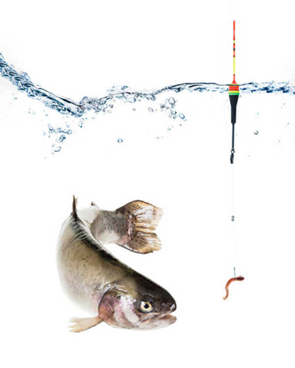 평창 송어축제 평창 송어축제